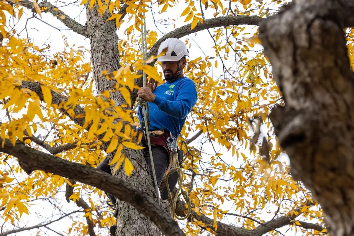 Skilled Storm Damage Cleanup crew working in Alleene